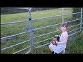 grace lehane playing to the cattle in kilmichael cork sharon shannon style