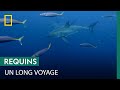 Quel requin a la plus grande migration ?