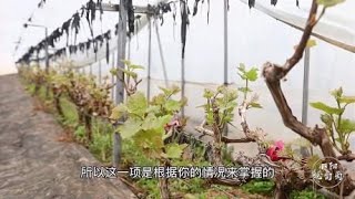 葡萄在春季萌芽前，我们有哪些管理工作要做？小阳告诉你具体事项