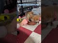 shiba puppies learn to eat from a bowl