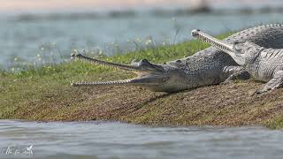 GHARIYALs of National Chambal Sanctuary