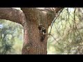 오색딱다구리 암컷 육추 장면 female great spotted woodpecker rearing her chicks dendrocopos major 오색딱따구리