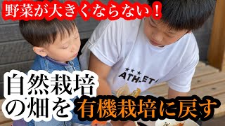 有機栽培11月様子と自然栽培から有機栽培へ切り替え腐植酸の力を信じて有機物を土にすきこむ