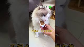 小猫咪也逃不开一胖毁所有的定律 #萌宠出道计划#布偶猫