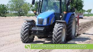 Piantumazione Oliveto Superintensivo