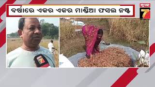 Nilagiri | Paddy Damage | ବର୍ଷାରେ ଏକର ଏକର ମାଣ୍ଡିଆ ଫସଲ ନଷ୍ଟ ,ଚାଷୀଙ୍କ ଚିନ୍ତା ବଢାଇଲା ଅଦିନିଆ ବର୍ଷା