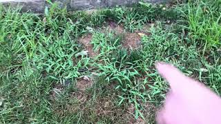 TruGreen killed my lawn!