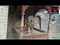 हाटकोटी मंदिर शिमला रोहड़ू। देवी माता के दिव्य दर्शन hatkoti temple shimla rohru. india adityaved