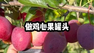 太好吃啦  今天9点鸡心果三农 农村生活 丰收的季节