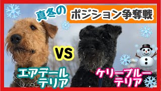 エアデールテリア『ジェイ君』とケリーブルーテリア『マッチ』2匹揃って雪まみれ💦Airedale terrier plays with Kerryblue terrier in snowfield