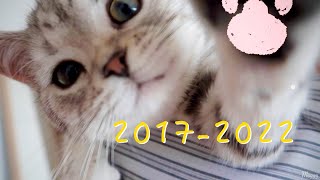 CatsLog.06 我 和 四 只 猫 猫 的 五 年 ， 离 不 开 我 的 小 家 人 们🐱 |Moggy