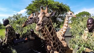 Saving the Nubian Giraffe - Giraffe Translocation in Uganda