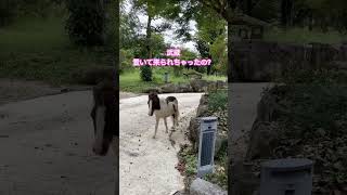 元競走馬を個人宅で飼ってみた・癒し動画