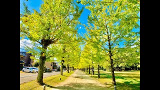 岐阜県各務原市の旅01（学びの森・イチョウ並木）Kakamigahara, Gifu ( Manabinomori, Ginkgo trees ) (2021-11-05)