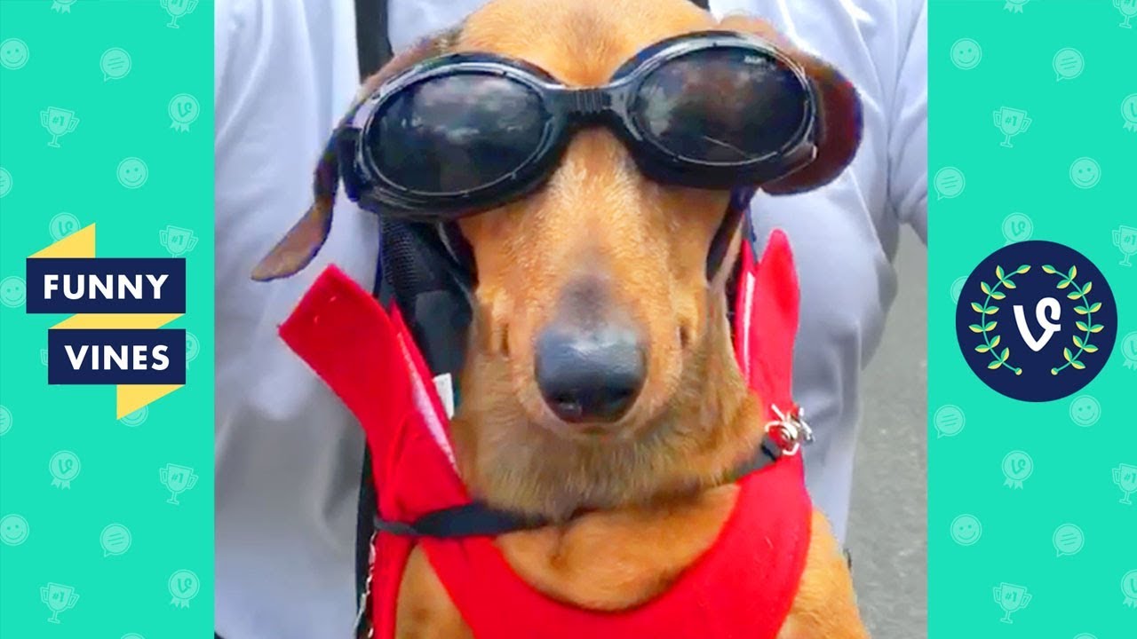 Bearded Dragon Care Made Simple Housepetscare