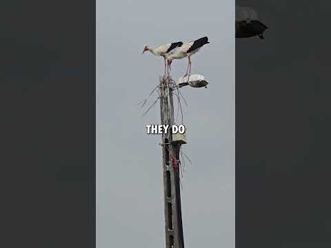 What is a storks nest called?
