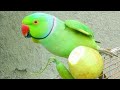 parrot eating amrod Kha raha hi full amazing video