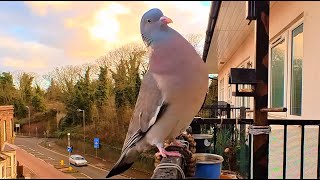 Giant Wood Pigeons and Collared Dove Pair / Balcony Bird Table