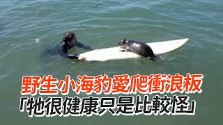 野生小海豹愛衝浪！專家：牠很健康只是比較怪 Sammy the surfing seal catches the waves in San Diego｜野生動物