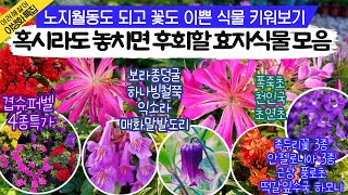 [여름정원특집]  월동 가능하고 이쁘고 우아한 식물을 찾으시나요?💝 놓치면 후회해요! 다양한 이벤트와 야생화 100가지 | 전국택배가능 010-2548-7544 #노지월동 #여름꽃