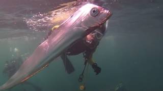 2016.07.18　山口県萩市須佐湾のダイビング風景　深海魚サケガシラあらわる