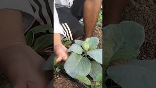 Apply fertilizer to 7-day-old cabbage #farming #gardening #agriculture