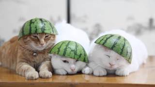 のせ猫 x スイカ帽子　Cat with Watermelon- 2014#2