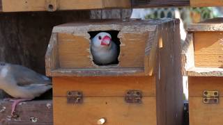 【相模原麻溝公園の文鳥ちゃん⑤】団地を巡る争い