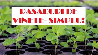 Cum să producem răsaduri de vinete frumoase și sănătoase.  🌱🌱🌱🍆🍆🍆