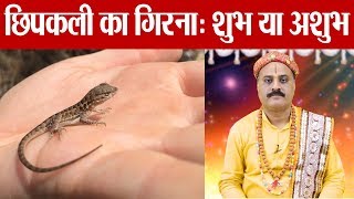 Lizard falling on body parts, Good or Bad : छिपकली का किसी अंग पर गिरना शुभ है या अशुभ | Boldsky