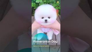 Pomeranian dog viral video | Cute dog shorts video | #cute #dogs #viral  #shorts #video #rajesh5g