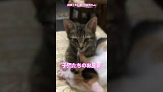 子猫たちのお昼寝タイム #cat #shorts #kitten #sleepingkitty #保護猫