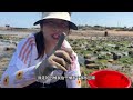 abalone is overflowing in the reef area. niu niu has come to the sea to harvest a lot. it can be pi