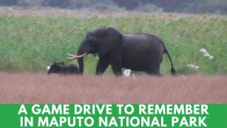 An Action-Packed Game Drive In  Maputo National Park