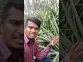 పైన్ ఆపిల్ సాగు pineapple farming shorts