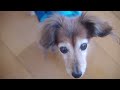 【17歳と14歳老犬カニンヘンダックスvlog】ソラが怖いことで助けを求めてます。耳が遠くなったのに大きな音には反応します。