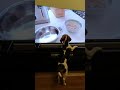 Our Beagle watches Oliver the Beagle