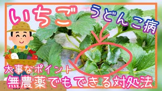 失敗しない♪イチゴうどん粉病/無農薬でも対処可能な方法/家庭菜園/プランター栽培/2023年