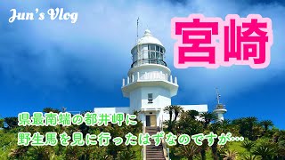 【宮崎Vlog】夏の宮崎〜県最南端の都井岬に野生馬を見に行ったはずなのですが…