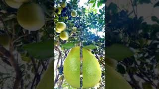 #pomelo#trending #shortvideo