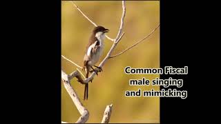 Common Fiscal male singing and mimicking some fynbos birds