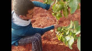 Lucknow 49 (L49) Guava farming