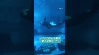 アース君おちん〇ん出して急に泳ぎだした　名古屋港水族館#shorts