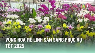 Vùng hoa Mê Linh sẵn sàng phục vụ Tết 2025 | Tin tức mới nhất