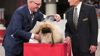 Why Pekingese Dogs Stole My Heart - David Fitzpatrick, Pekingese - AKC Legacy Breeders