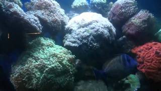 24 foot 4000 litre Coral Reef tank. With fish