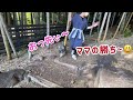 travel in japan how to play with your dog schnauzer in a place where dogs are free.