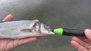 Giant monster fish swallowed 2 zombie sea bass! Pike attack Zombait robot fishing lure.