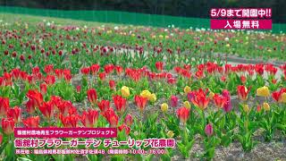 チューリップ花農園