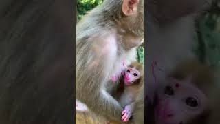 #monkeys #babymonkey#MonkeyFight #FunnyMonkey #Feedingmonkey #MonkeyZone #Monkeyvideo #shorts